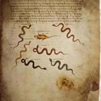 Anicia Juliana Codex (Österreichische Nationalbibliothek, Cod. med. gr. 1, fol. 411r, snakes