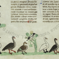 Vatican City, Biblioteca Apostolica Vaticana, MS. Pal. lat. 1071, fol. 36v detail with magpie and waterfowl