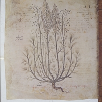 Anicia Juliana Codex (Österreichische Nationalbibliothek, Cod. med. gr. 1, fol. 22v, wormwood