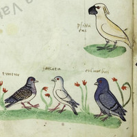 Vatican City, Biblioteca Apostolica Vaticana, MS. Pal. lat. 1071, fol. 20v detail with cockatoo and other birds