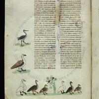 Vatican City, Biblioteca Apostolica Vaticana, MS. Pal. lat. 1071, fol. 36v with magpie and waterfowl