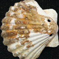 St. Mary Magdalen, Winchester, scallop-shell pilgrim badge from the twelfth century